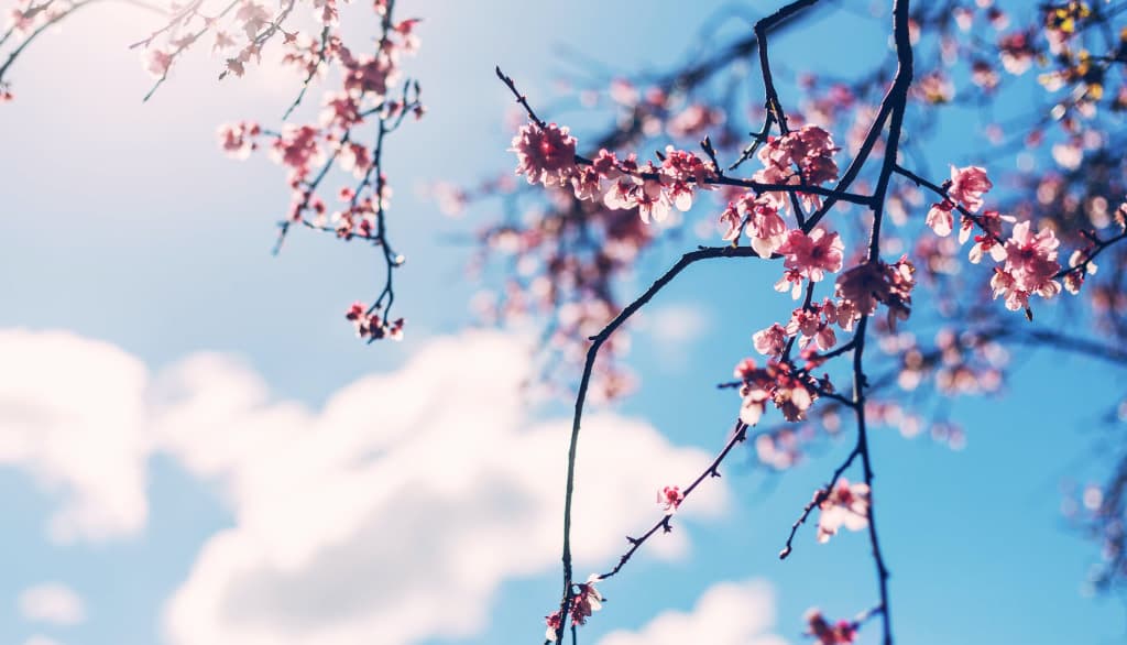 Cherry
